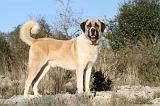 KANGAL 005